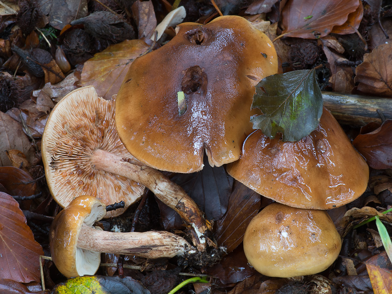 Tricholoma ustale